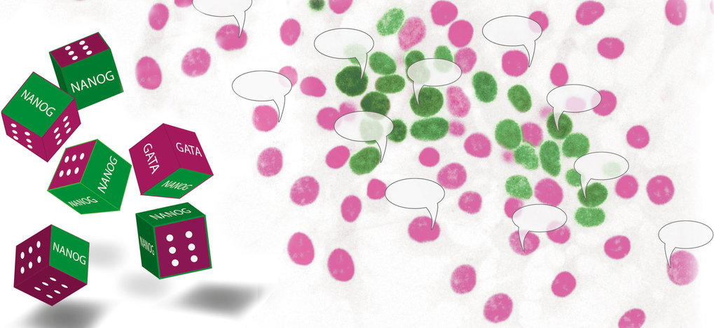 Stem cells do not (only) play dice